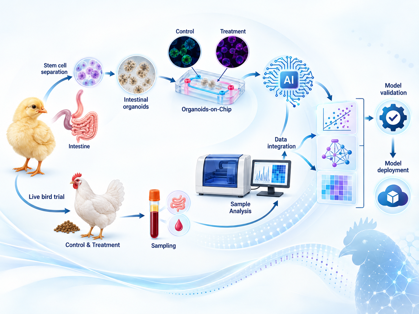 Intestinal organoids and organoids-on-chip